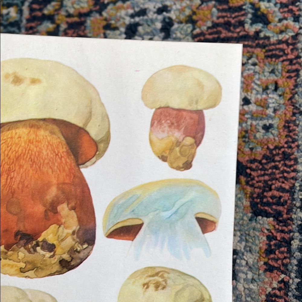 Vintage Mushroom Illustration Print - Picture 4 of 8